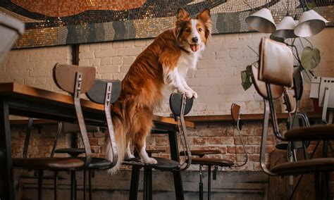 Dog friendly breweries. Things To Know About Dog friendly breweries. 